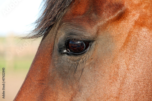 Closeup Profile of a Brown Mare Horse