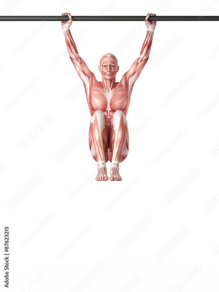 exercise illustration - hanging leg raises exercise illustration - hanging leg raises