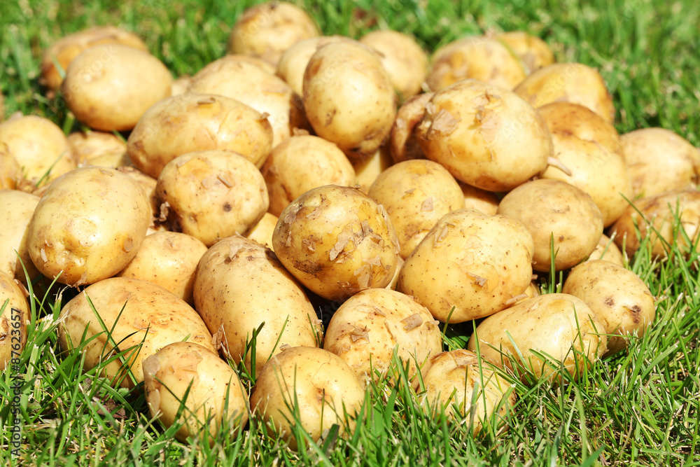 New potatoes over green grass background New potatoes over green grass background