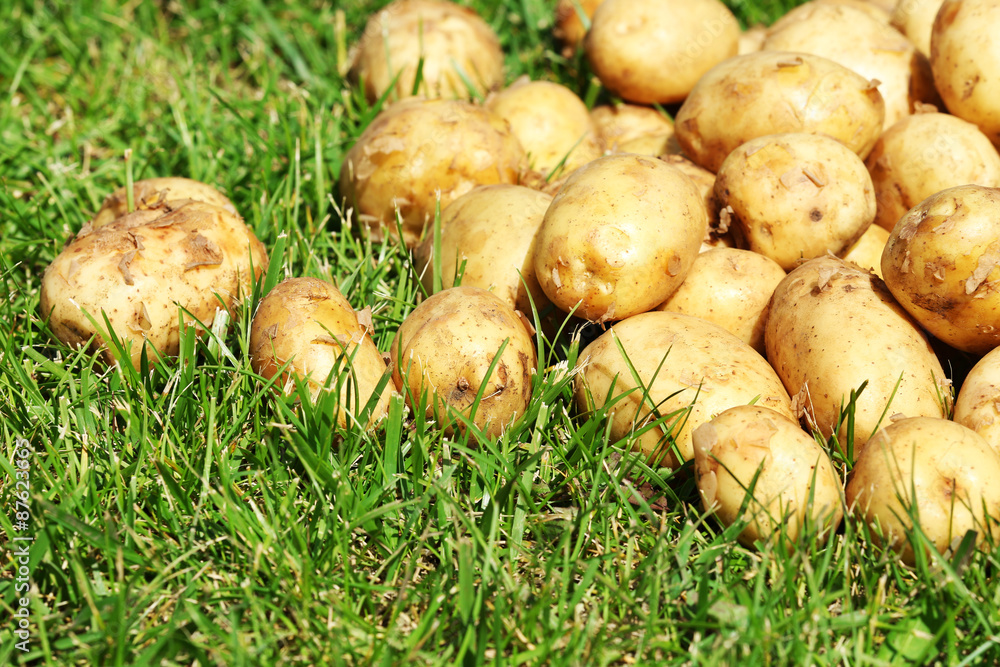 New potatoes over green grass background New potatoes over green grass background