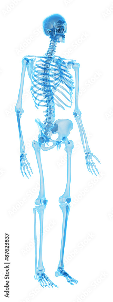 medically accurate illustration of the human skeleton medically accurate illustration of the human skeleton