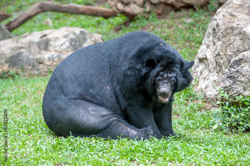 Fototapeta premium asiatic black bear