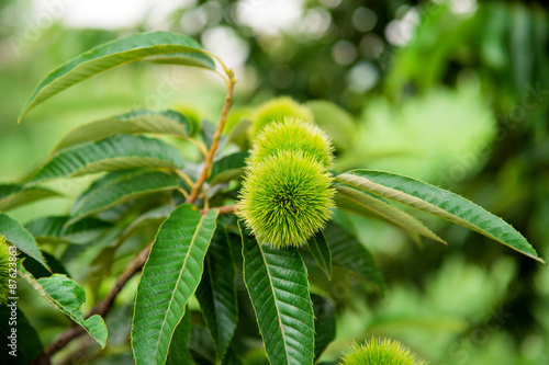 Chestnut (Castanea fruits) © tawatchai1990