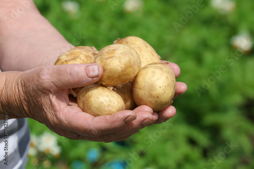Female handful of new potatoes in garden