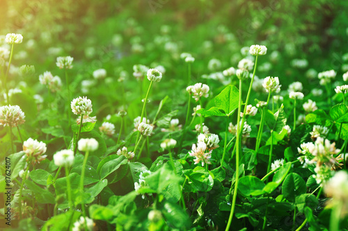 Thickets of blossoming clover