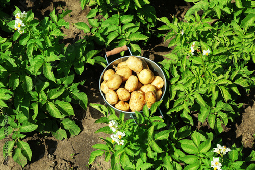 New potatoes in metal bucket over potato plantation
