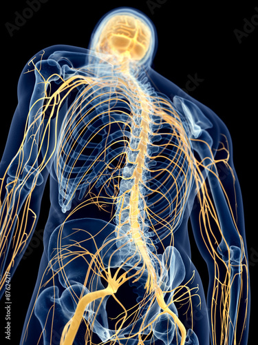 Cuadro en lienzo medically accurate illustration of the back nerves