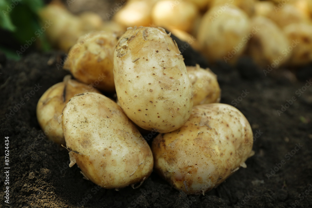 Crop of new potatoes in soil, closeup Crop of new potatoes in soil, closeup