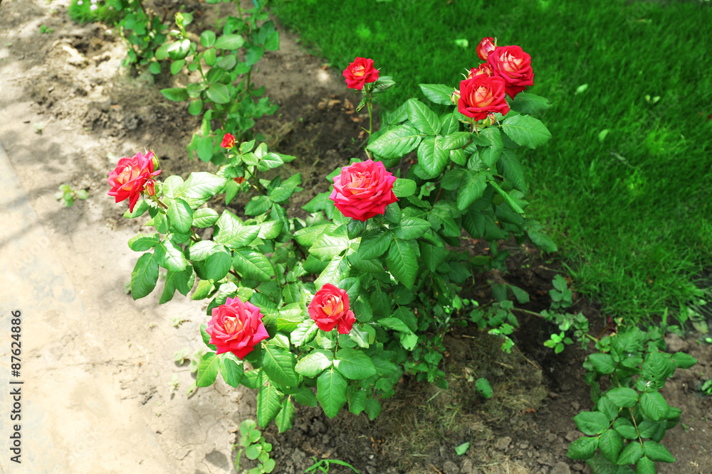 Fototapeta premium Beautiful red home roses in garden