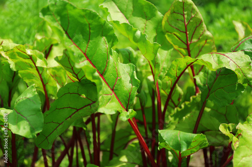 Wallpaper Mural Tops of beet growing in garden Torontodigital.ca