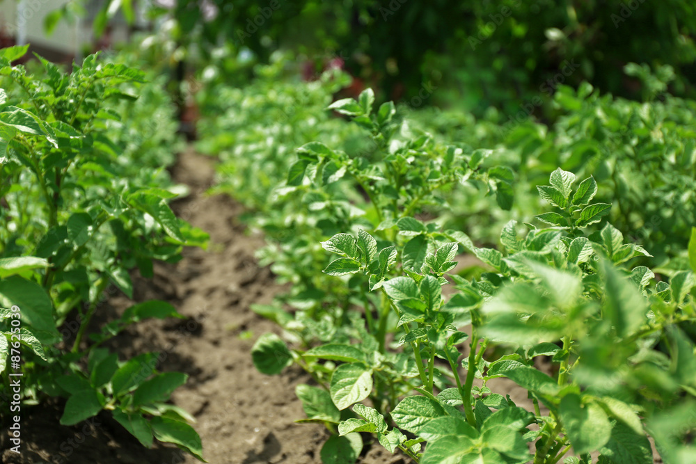 Potato plantation background Potato plantation background