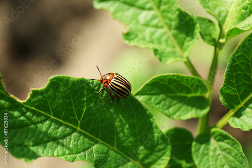 Colorado beetle on potato leaves in garden, closeup
