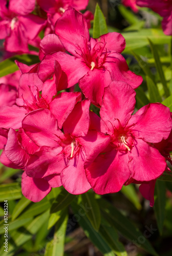 Oleanders