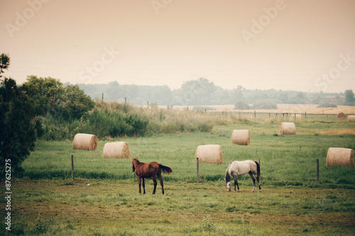 Horses on pasture © Creaturart
