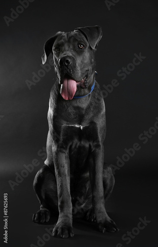 Cane corso italiano dog on black background © Africa Studio