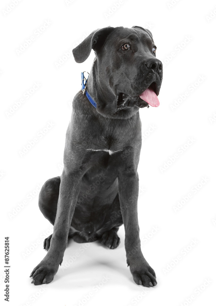 Cane corso italiano dog, isolated on white