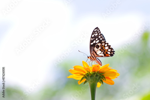 Butterfly on Zinnia flower