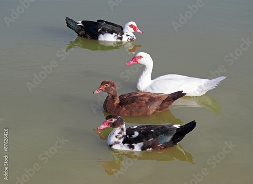 The group of muscovy ducks  floats in a lake photo