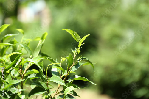 Green tea bush with fresh leaves  outdoors