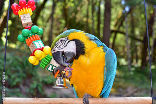 Blue and Gold Macaw Playing with a toy