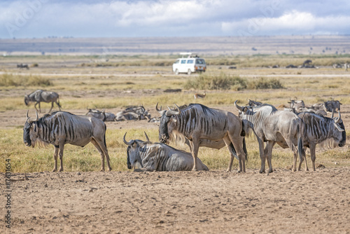 Group of  Wildebeests