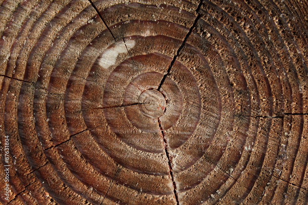 Fototapeta premium Wood texture