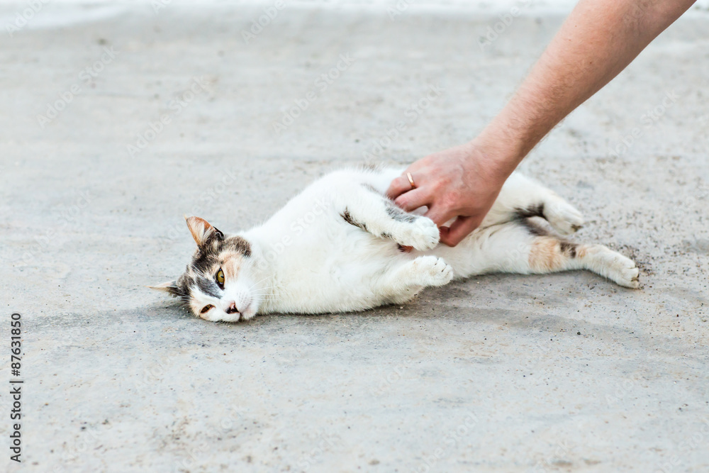 Fototapeta premium cat on the street