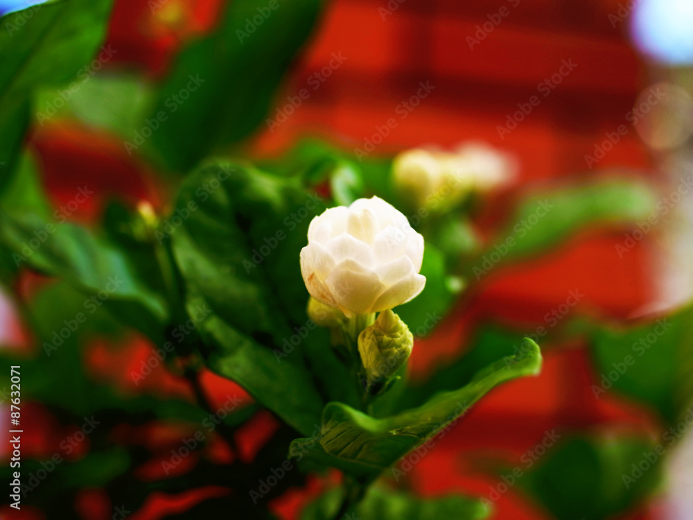 Obraz premium Jasmine