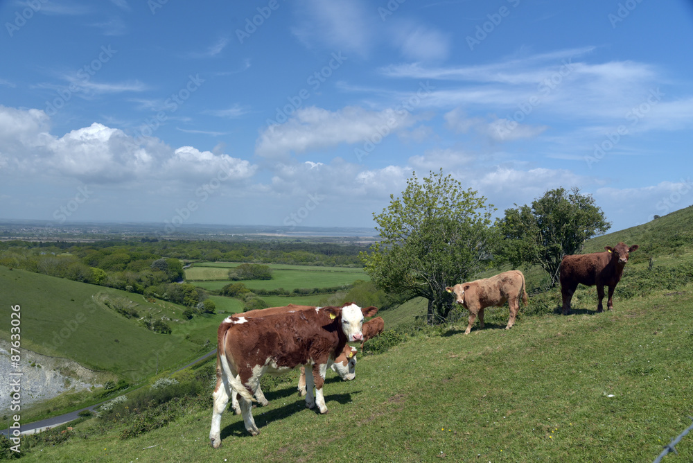 Cows on Knowle Hill above Corfe in Dorset