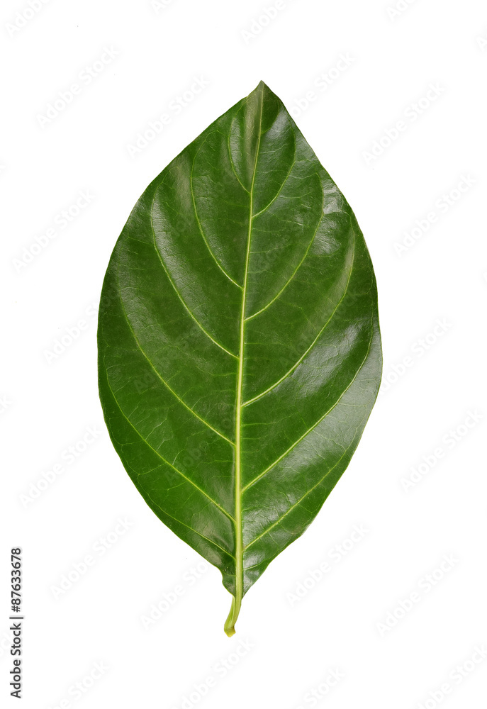 Obraz premium Green Noni leaf on white background.