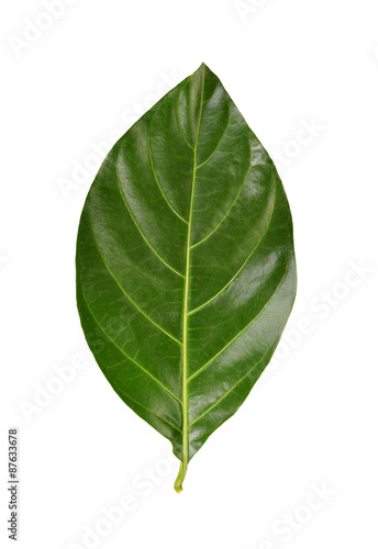 Green Noni leaf on white background.