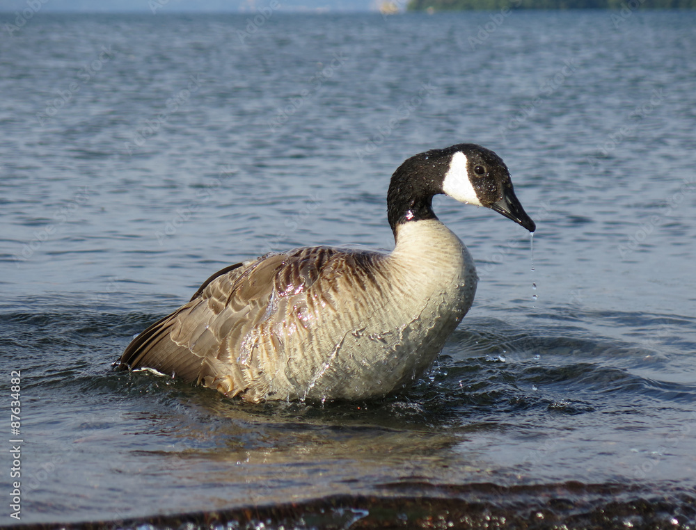 Fototapeta premium oche canadesi, lago di bolsena