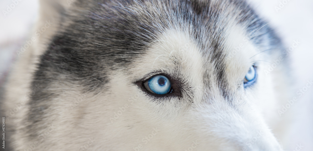 Close up on blue eyes of siberian dog