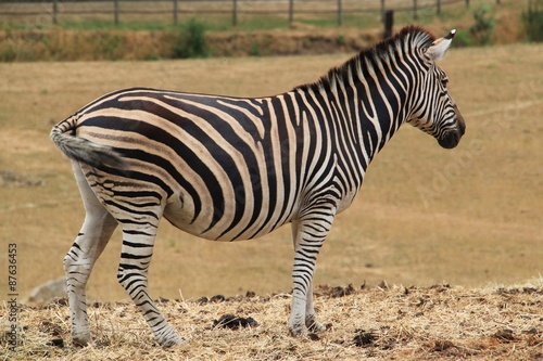 Le zebre.