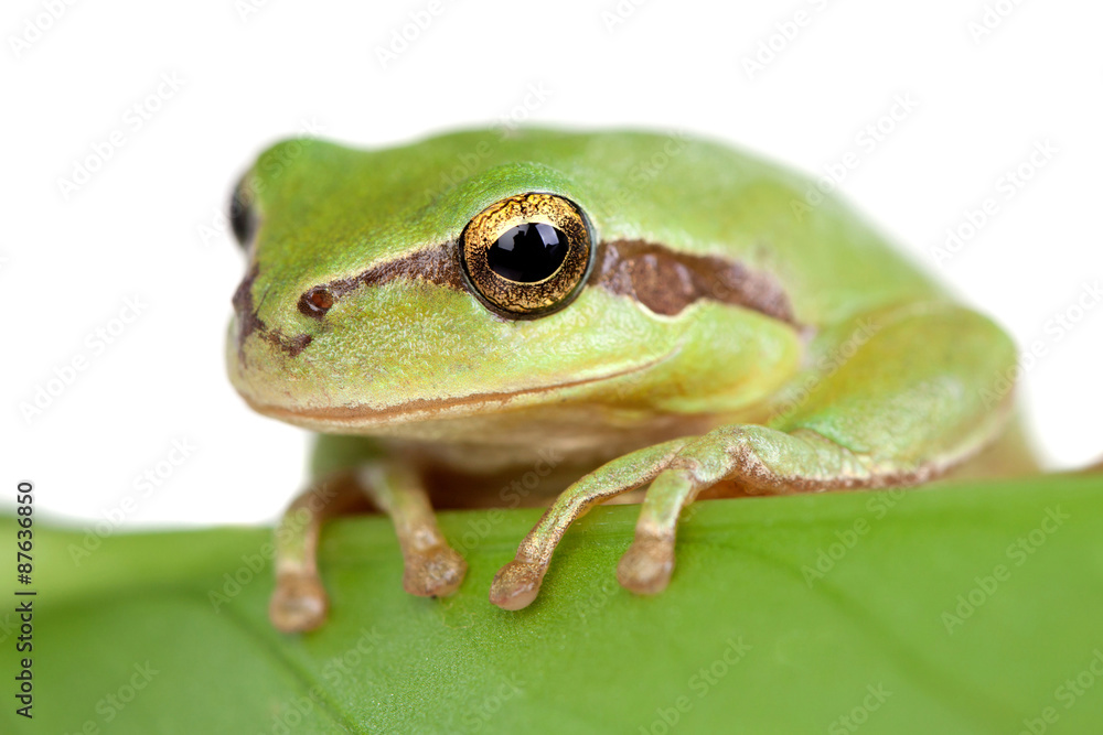 Green frog with bulging eyes golden on a leaf