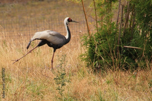 Parc animalier.