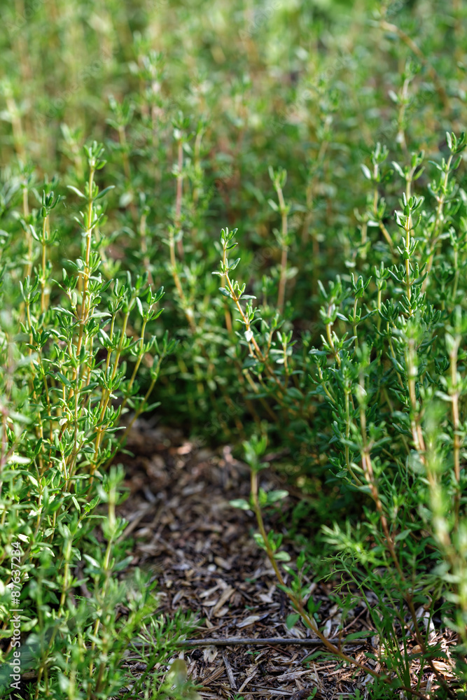 Obraz premium Fresh thyme