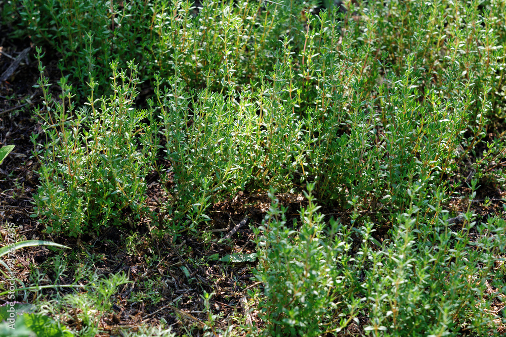 Fresh thyme Fresh thyme