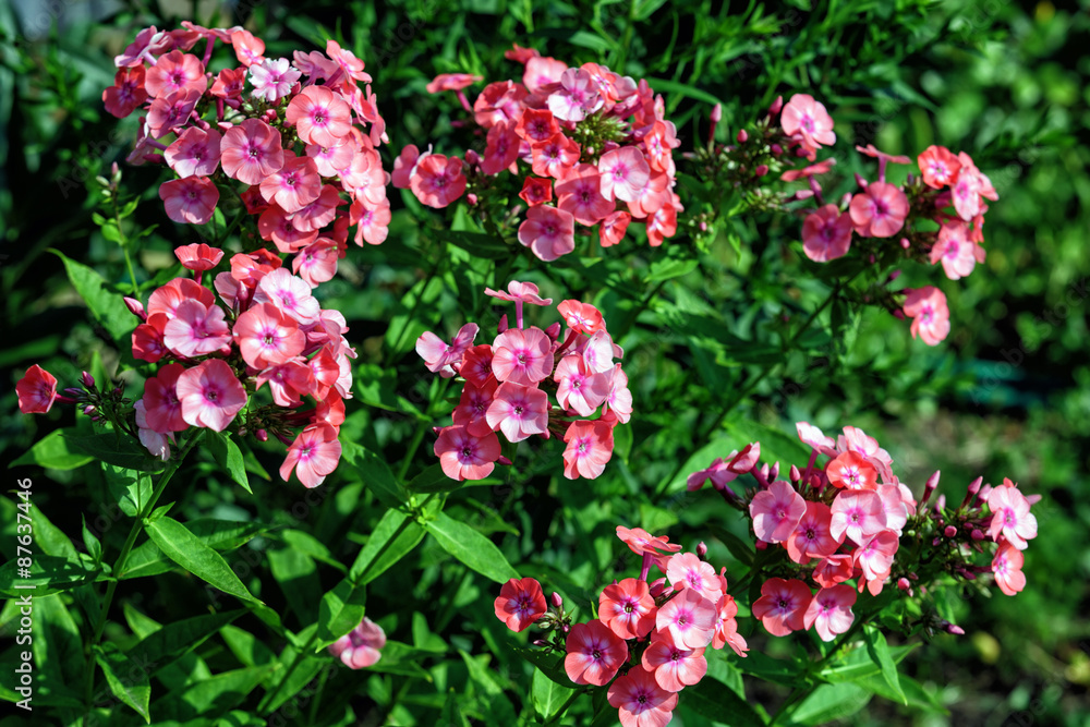 Fresh pink phlox Fresh pink phlox