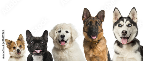 Close-up on dogs head in front of a white background