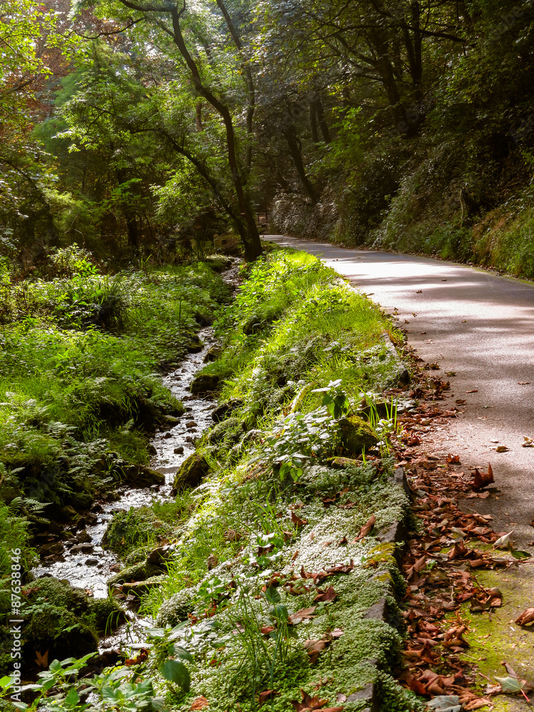 Naklejka premium Stream and the road in the old shady forest