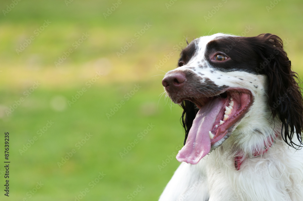 Springer dog closeup