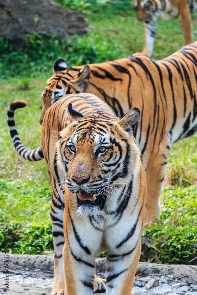 Obraz premium Tigers