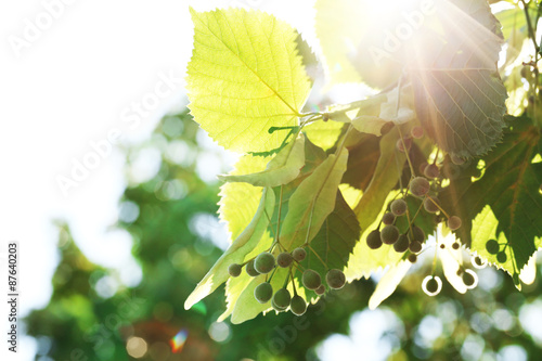 Green leaves of tree branch, closeup