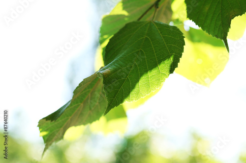 Green leaves of tree branch, closeup