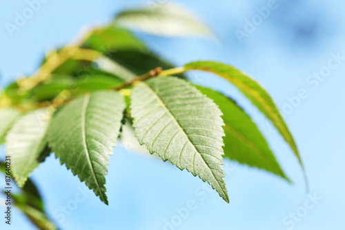 Green leaves of tree branch, closeup