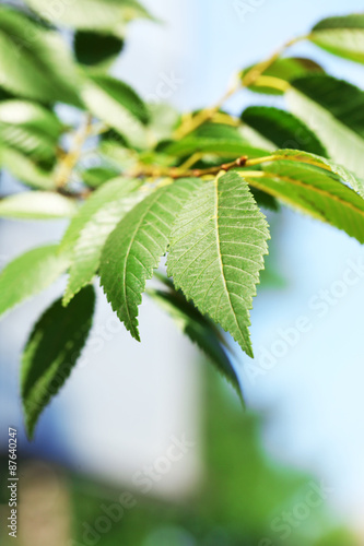Green leaves of tree branch, closeup