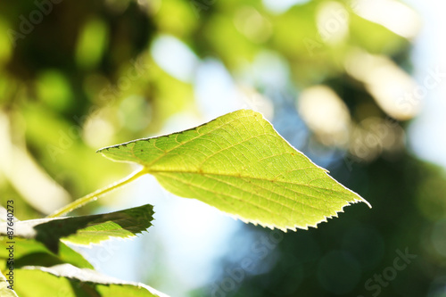 Green leaves of tree branch, closeup