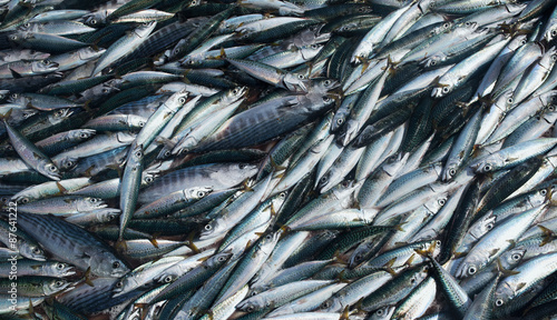 mackerel fish photo