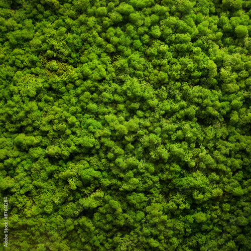 Moss texture © Alex